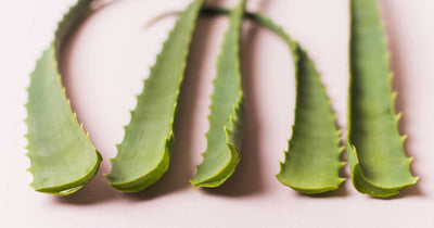 Top 4 Benefits of Aloe Vera For Your Skin